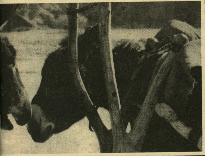 Farm animals can help out with more arduous tasks such as moving equipment.